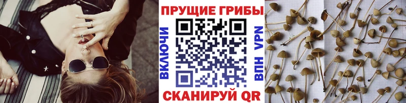 Галлюциногенные грибы ЛСД  гидра ССЫЛКА  Владикавказ  что такое  